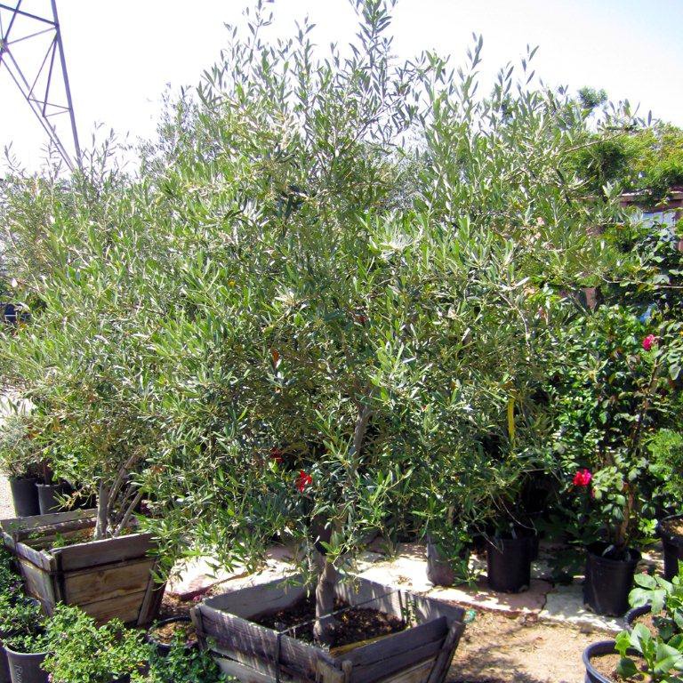 Semi-Fruitless Olive - Multi Trunk