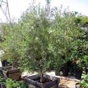 Semi-Fruitless Olive - Multi Trunk