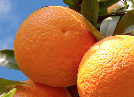 Fruit & Citrus