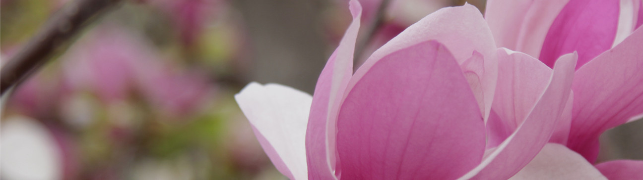 Accent & Flowering