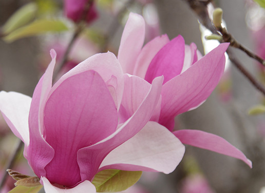 Accent & Flowering