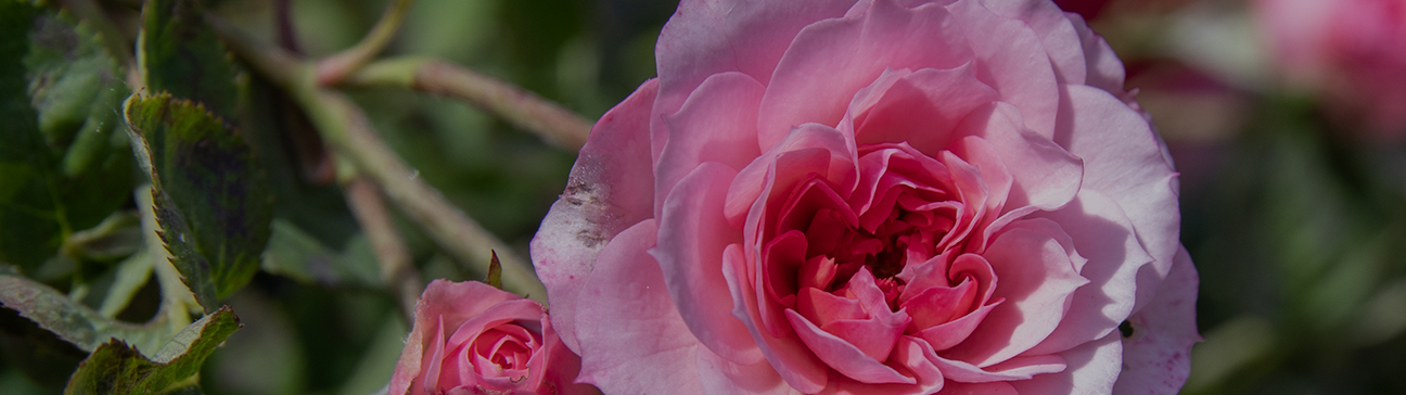 Roses