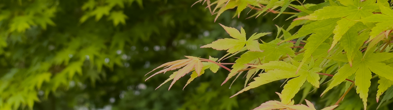 Foliage