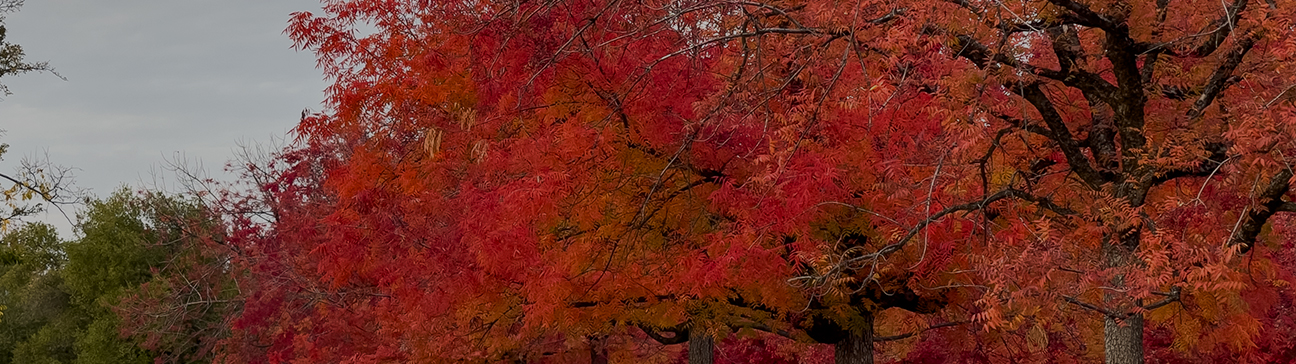 Deciduous