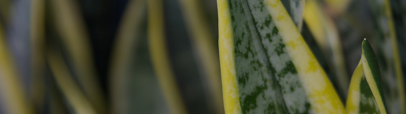 Dappled Light (full Day Of Filtered Sunlight)