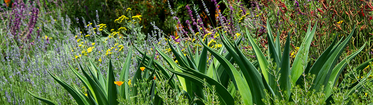 Drought Tolerant
