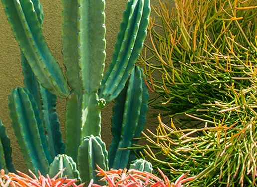 Southwestern Garden