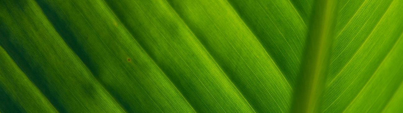 Tropical Garden