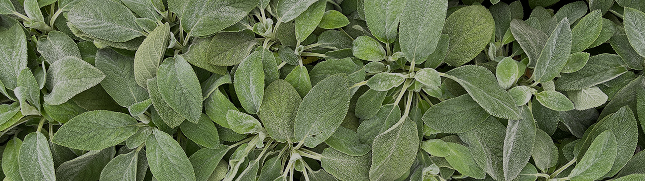 Mounding/spreading Groundcover