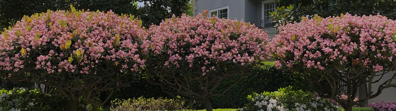 Patio Tree