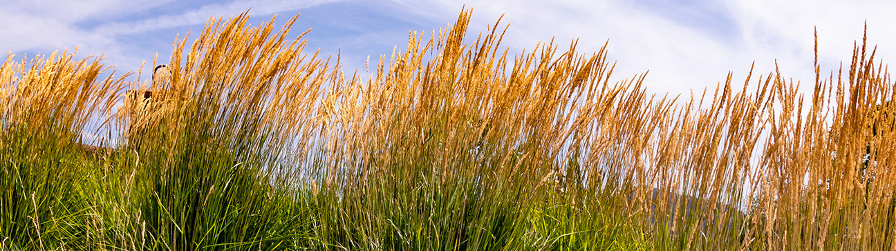 Grasses/grasslike