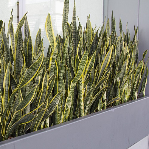 Snake Plant