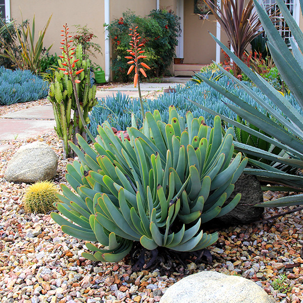 Fan Aloe