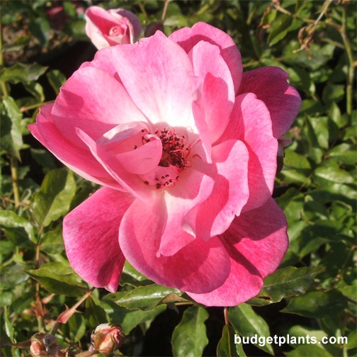 Bergundy Iceberg Rose - Patio Tree Form