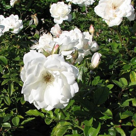 White Iceberg Rose - Bush Form