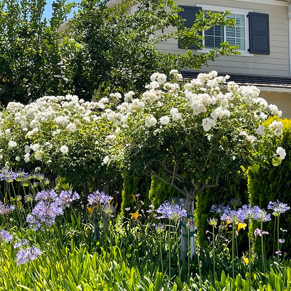 White Iceberg Rose - Patio Tree Form