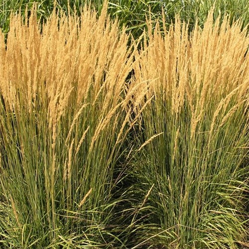 Feather Reed Grass
