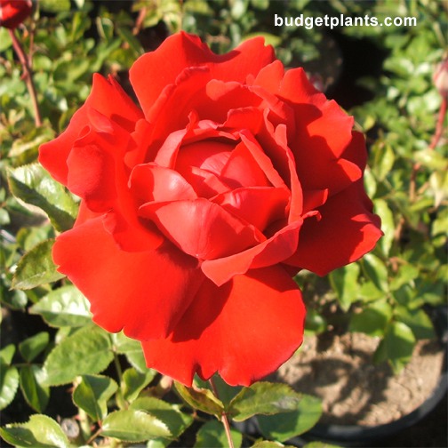 Arizona Hybrid Tea Rose - Bush Form