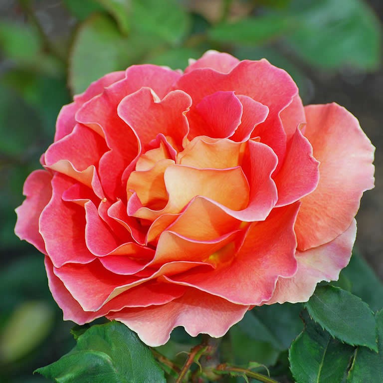 Arizona Hybrid Tea Rose - Patio Tree Form