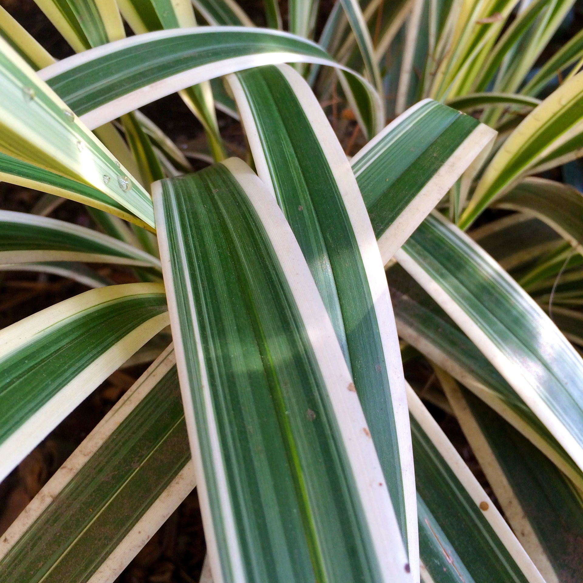 Variegated Flax Lily
