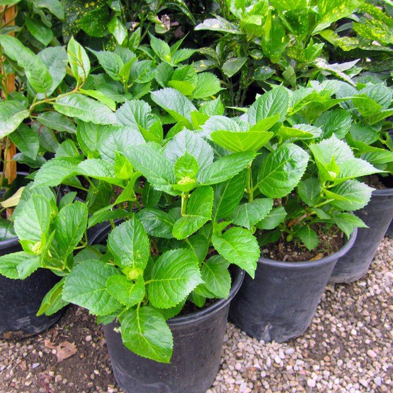 Bigleaf Hydrangea Variegated (Blue/Pink)