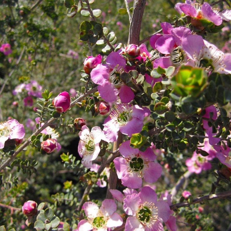 Round Leaf Tea Tree