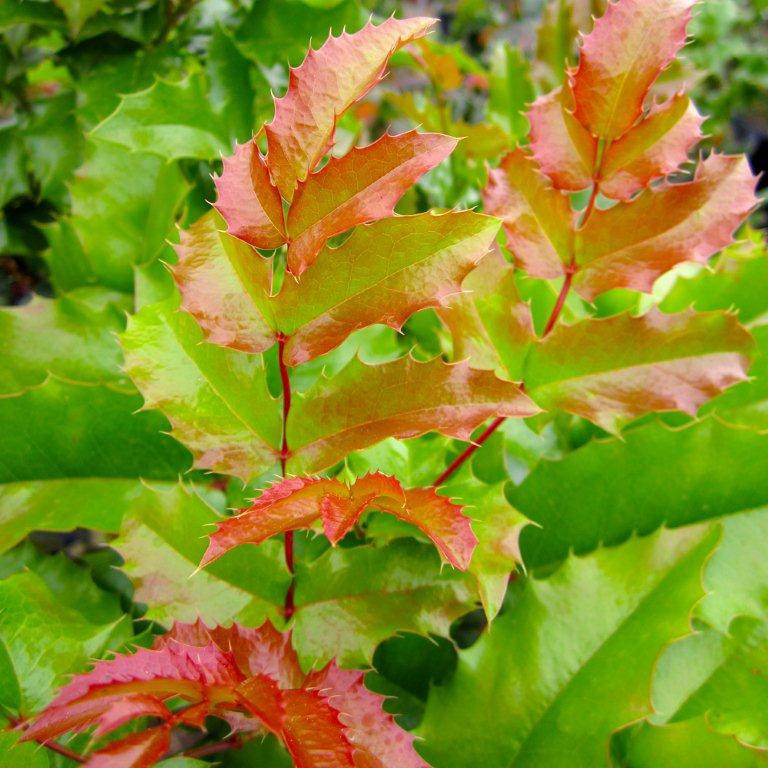 Oregon Grape Holly