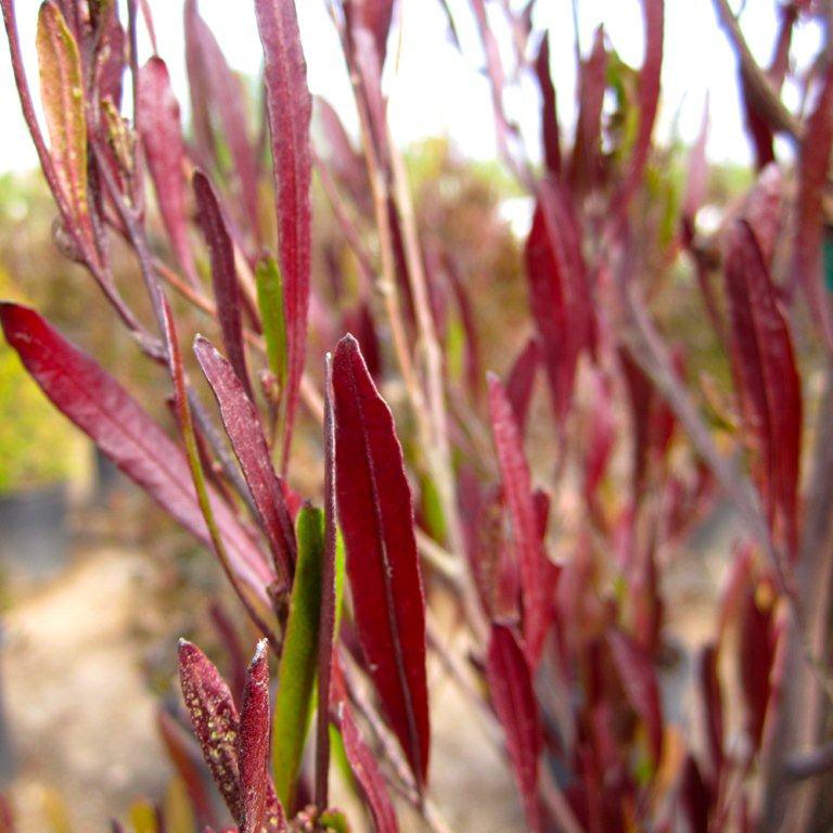 Purple Hopseed Bush