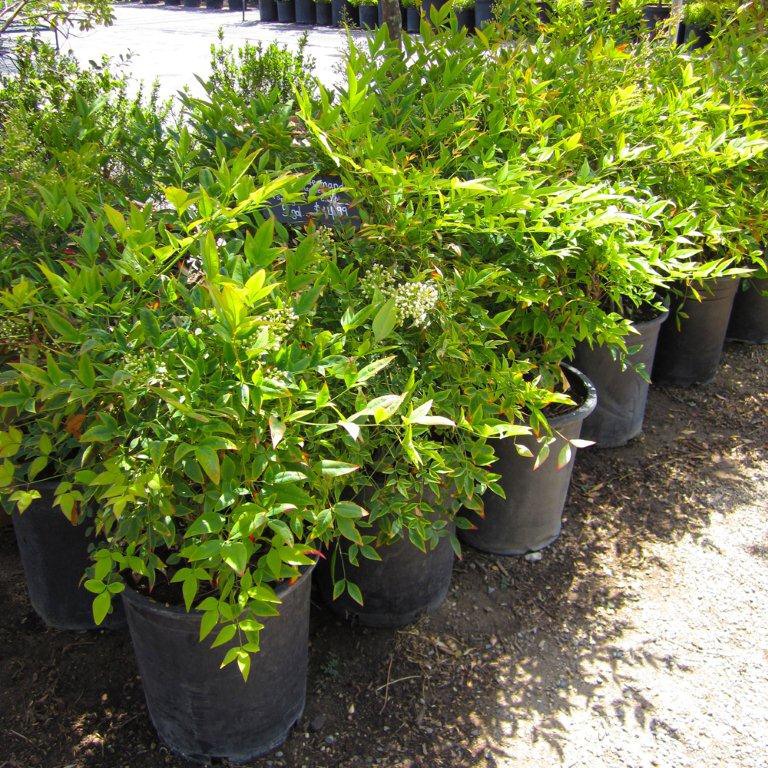 Heavenly Bamboo