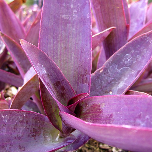 Purple Heart (Purple Wandering Jew)