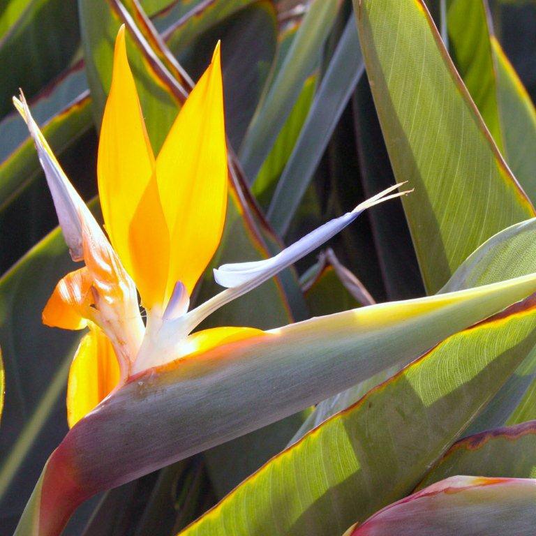 Bird of Paradise