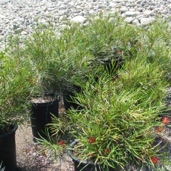 Firesprite Grevillea