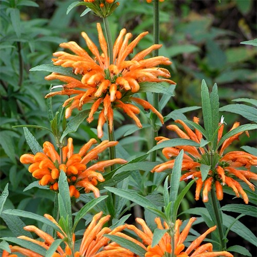 Lion's Tail