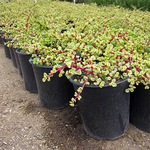 Variegated Elephant Food