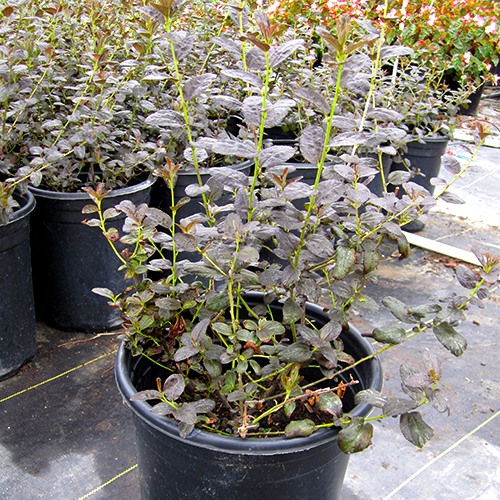 Tuxedo California Lilac