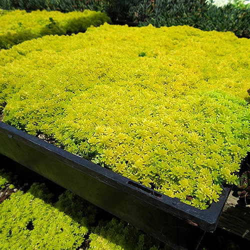 Gold Moss Sedum