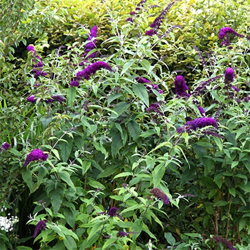 Butterfly Bush