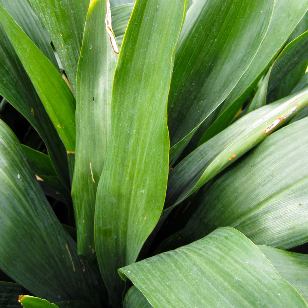 Cast Iron Plant
