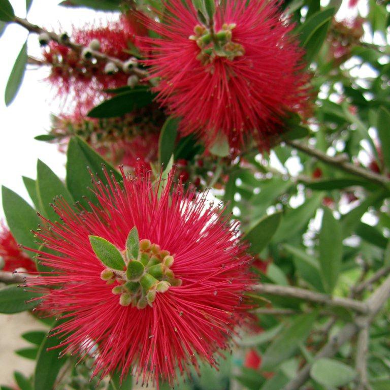 Little John Bottlebrush