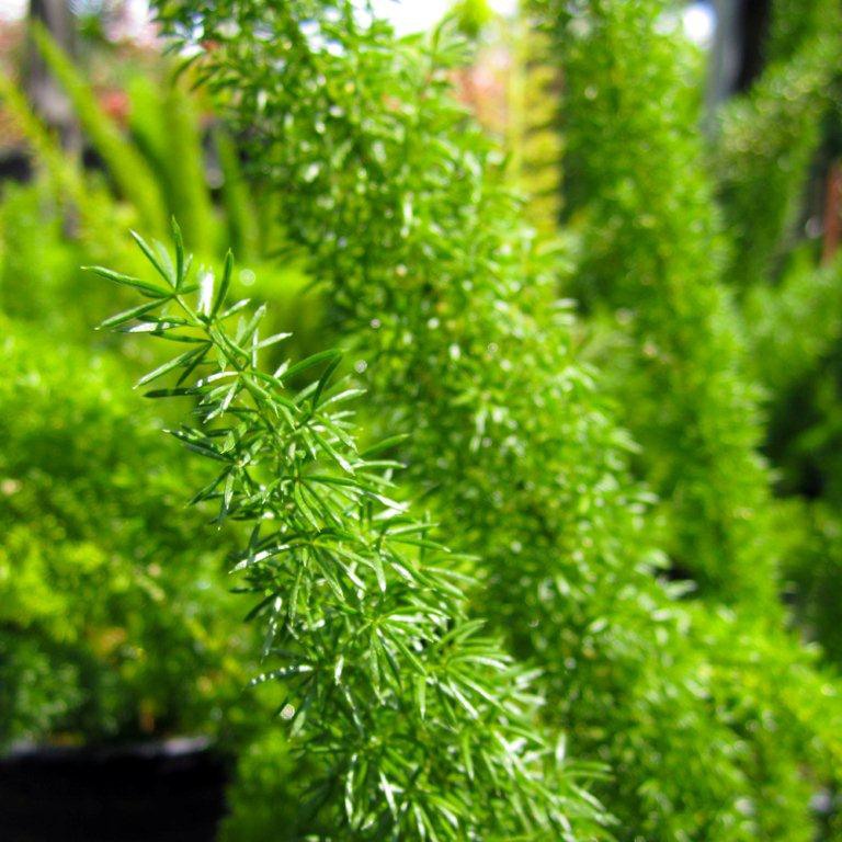 Myers Fern (Fox Tail Fern)