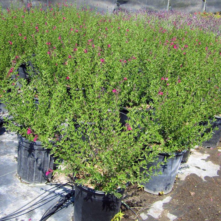 Autumn Sage - Red