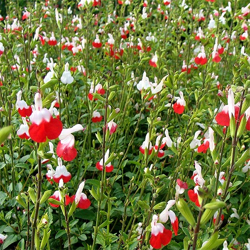 Hot Lips Sage