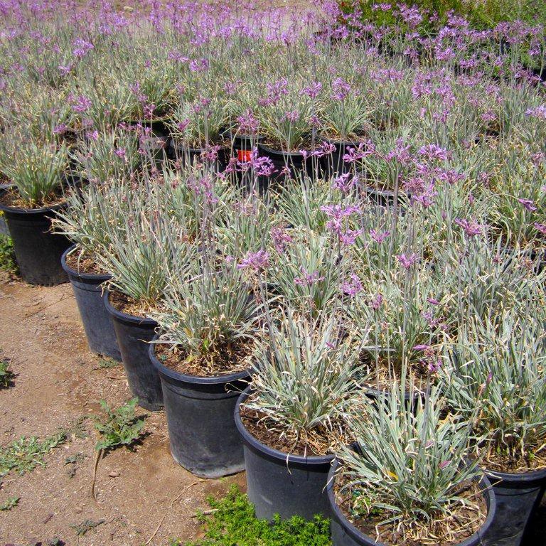 Variegated Society Garlic