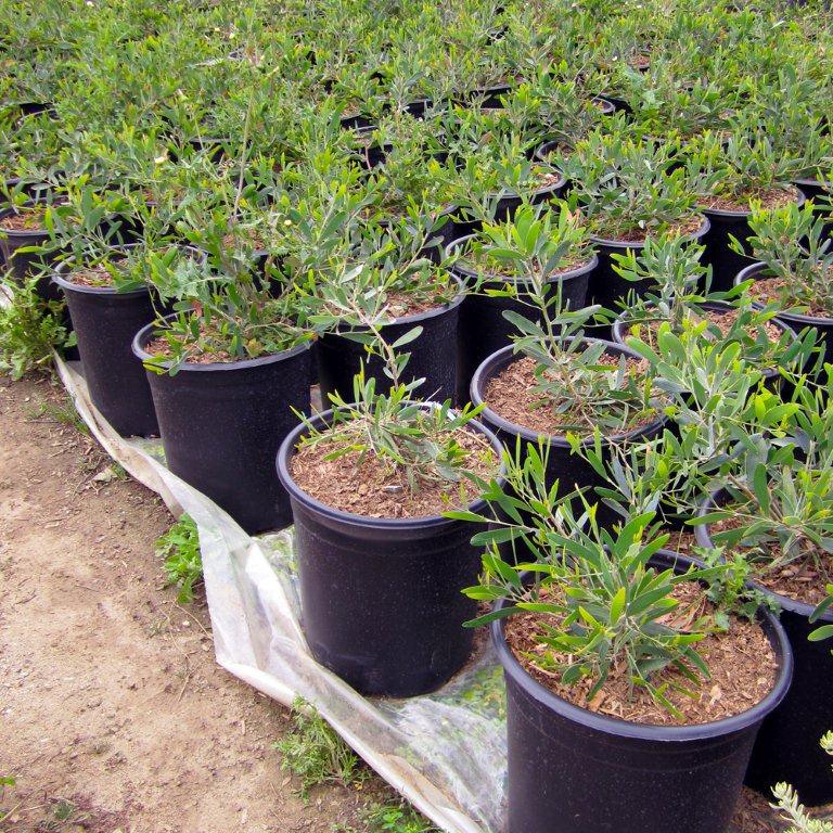 Trailing Acacia