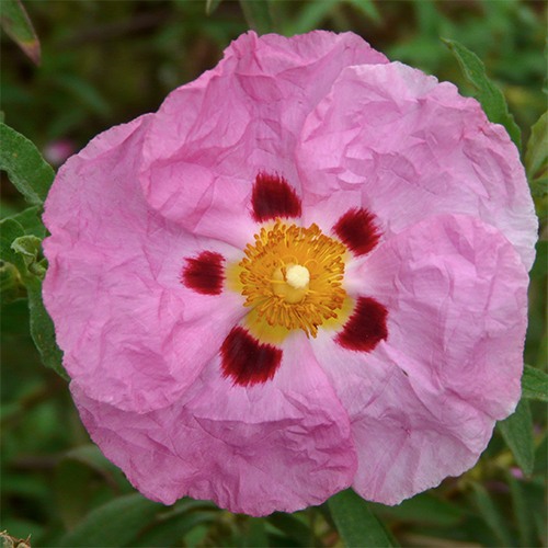 Purple Rock Rose
