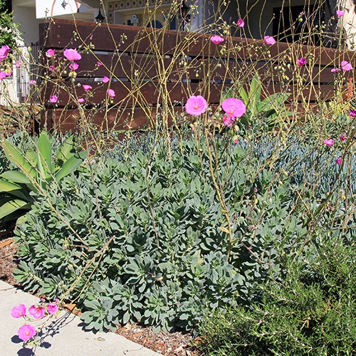 Rock Purslane
