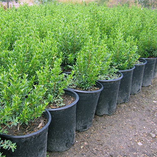 Dwarf Myrtle