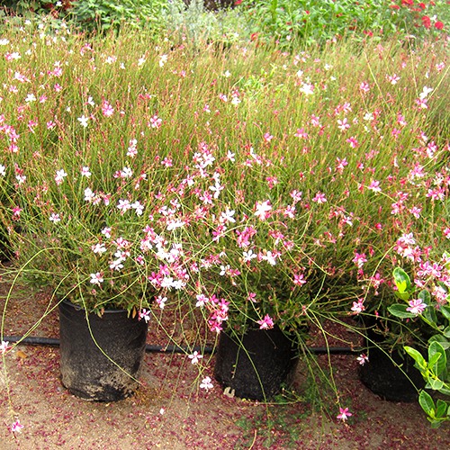 Gaura