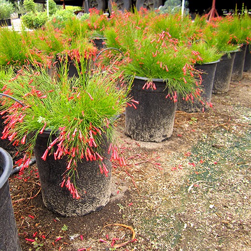 Coral Plant