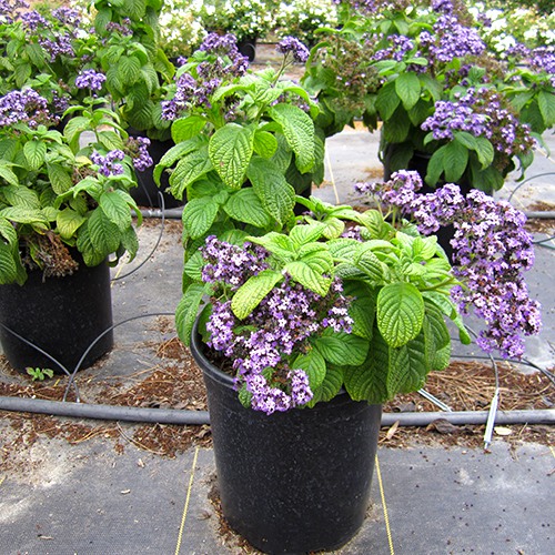 Chatsworth Heliotrope